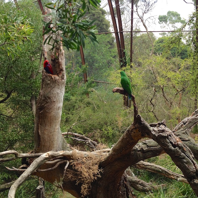 Pretty Birds