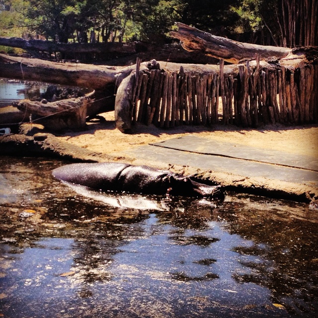 Hippos in the water