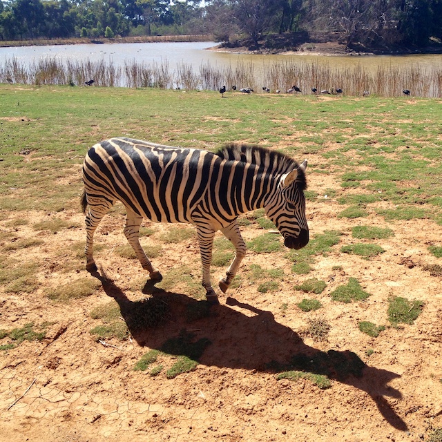 Zebra