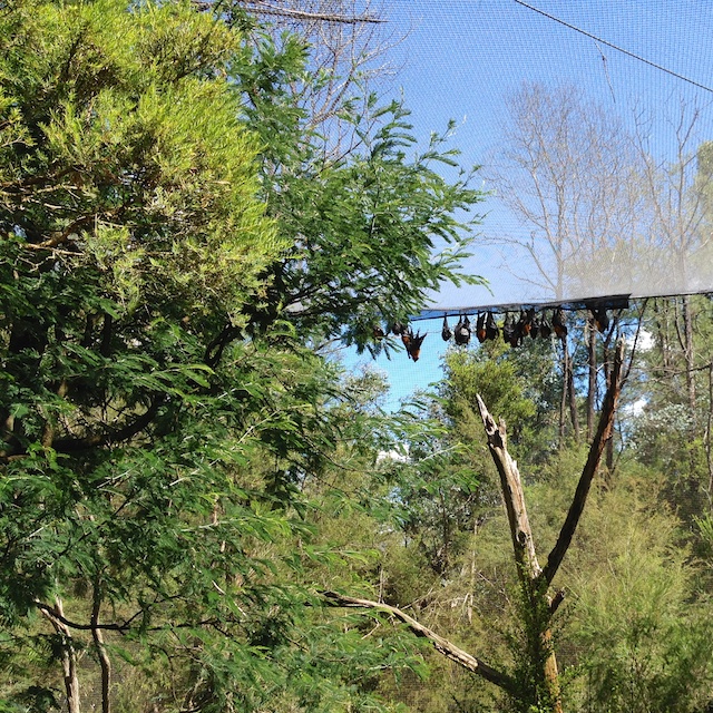 Flying Fox Bats