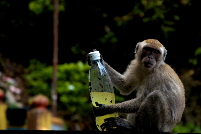 Monkey with Bottle