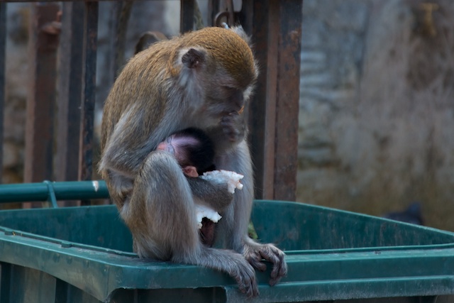 monkey & baby at batu caves