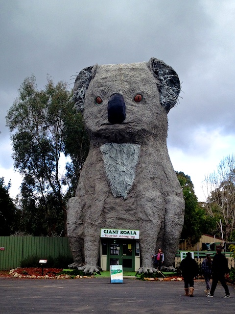 Giant Koala