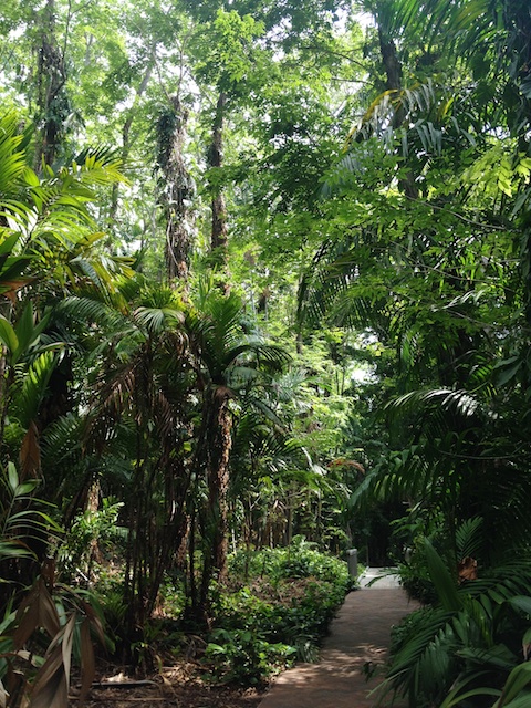Rainforest Darwin Botanical Gardens
