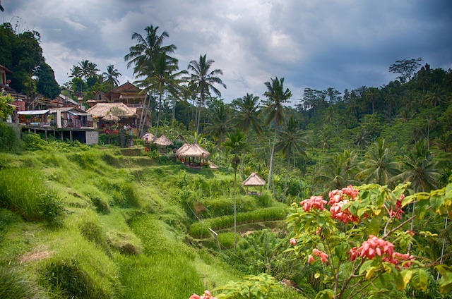 Rice Patties in Bali