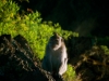 Monkey on Mt Batur