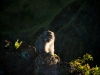 Monkey on Mt Batur