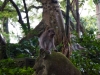 Sacred Monkey Forest