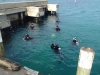 Divers in the water
